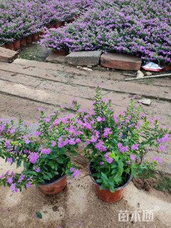 高度20厘米满天星