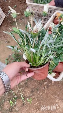高度18厘米勋章菊