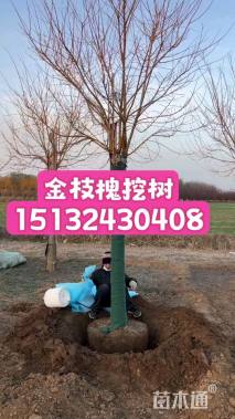 18公分金枝槐