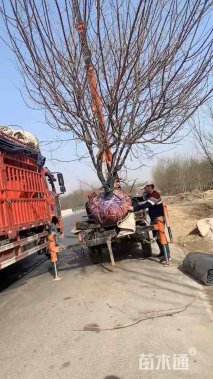 高度180厘米素馨腊梅