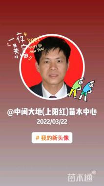 20公分日本黑松