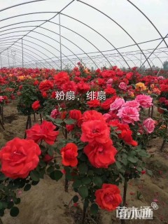 3公分树状月季
