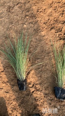 高度45厘米糖蜜草