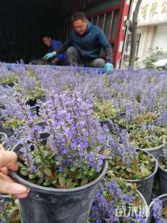 高度15厘米筋骨草