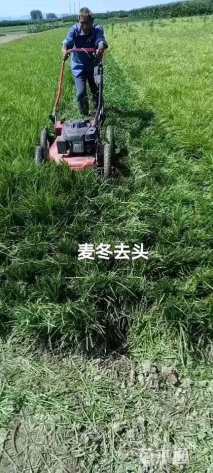 高度15厘米麦冬