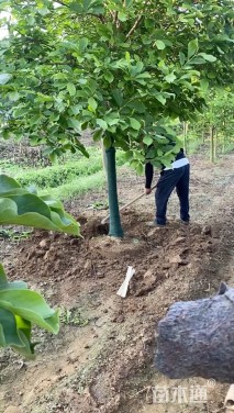 10公分紫玉兰