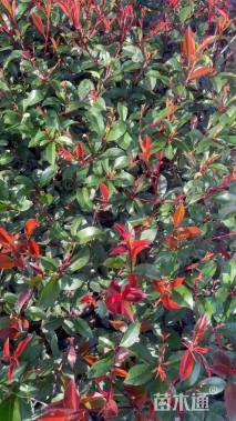 高度20厘米鹅掌柴