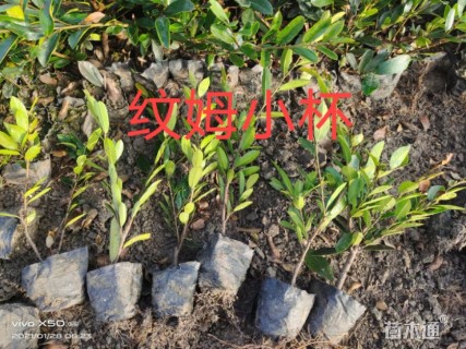 高度25厘米大花六道木小苗