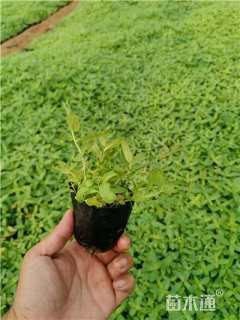 高度15厘米千屈菜