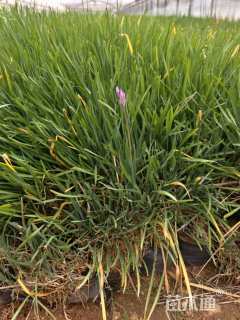 高度30厘米紫娇花