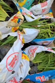 高度20厘米射干