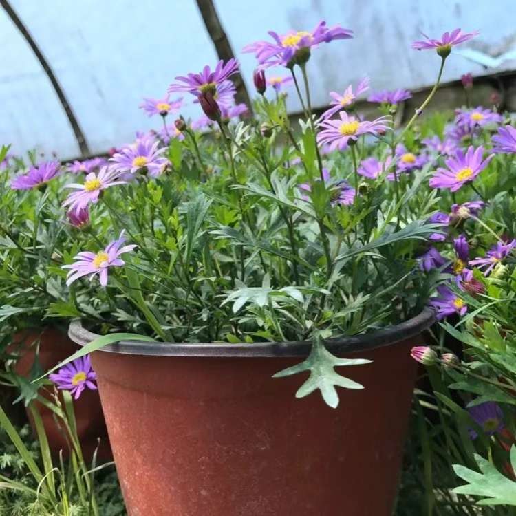 高度35厘米姬小菊