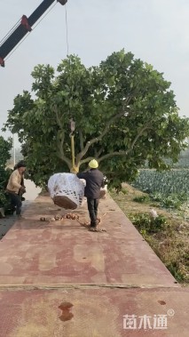 15公分(3杆)丛生香泡