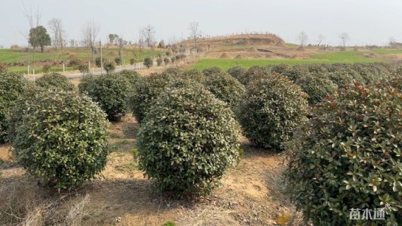 冠幅200厘米红叶石楠球