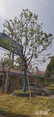 20公分乌桕