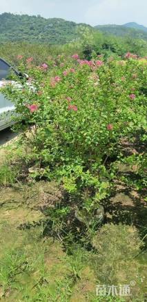 10公分黄花槐