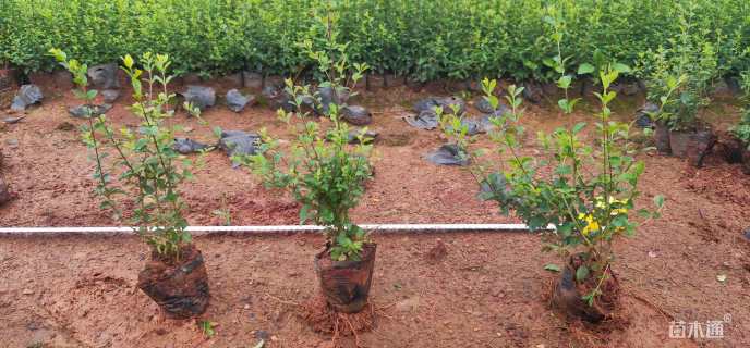 高度20厘米小叶女贞