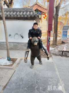 冠幅100厘米胶东卫矛球