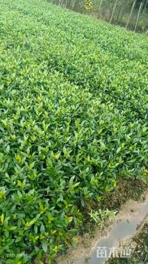 高度30厘米栀子花