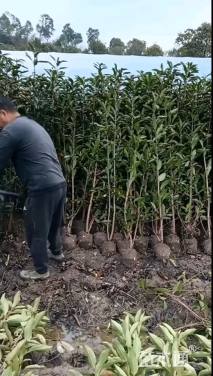 高度180厘米法国冬青