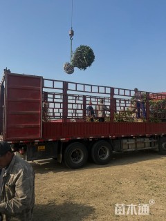 冠幅180厘米无刺枸骨球