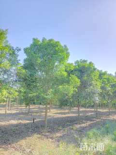 15.1公分大叶女贞