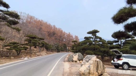 高度500厘米油松