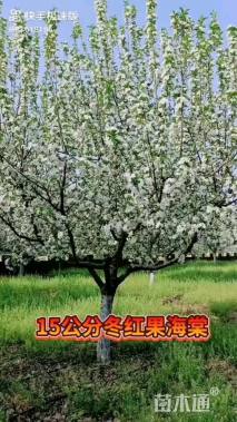 高度450厘米冬红果海棠
