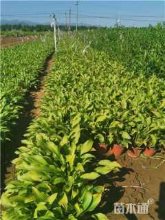 高度20厘米玉簪