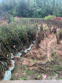 高度1500厘米映山红