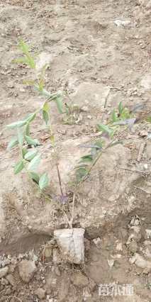 高度60厘米金叶连翘