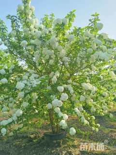 高度300厘米中华木绣球