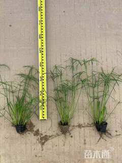高度40厘米旱伞草