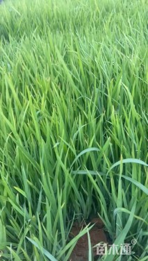 高度40厘米黄菖蒲