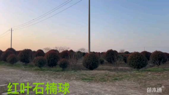 冠幅300厘米红叶石楠球