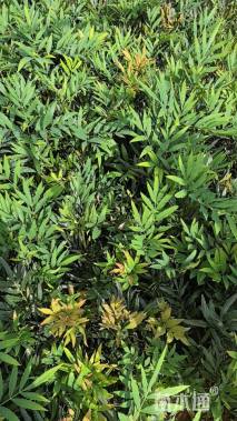 高度30厘米十大功劳