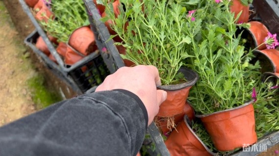 高度30厘米美女樱