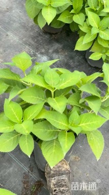 高度35厘米绣球