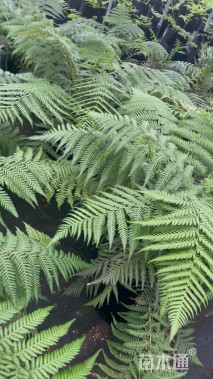 高度120厘米软树蕨