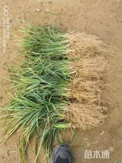 高度40厘米兰花