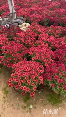 高度20厘米千头菊