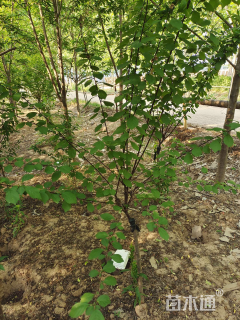 2公分榆叶梅