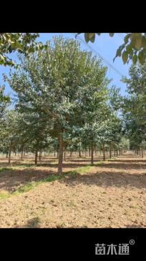 12公分大叶女贞