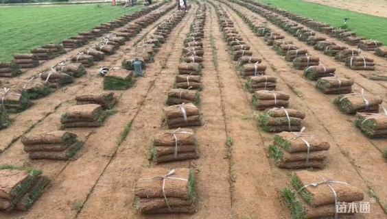 草卷状马尼拉草