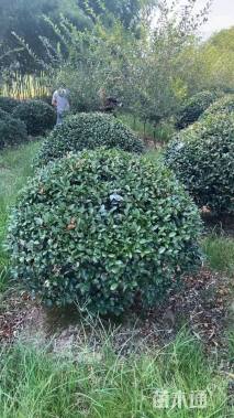 冠幅100厘米茶梅球