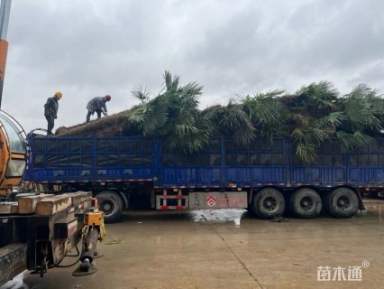 裸干高200厘米棕榈