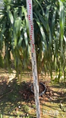 高度200厘米龙血树