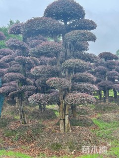 75公分造型红花继木桩