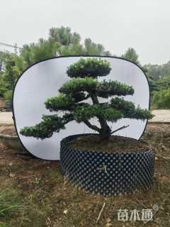 10公分雀舌罗汉松
