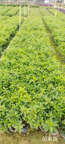 高度25厘米杜鹃